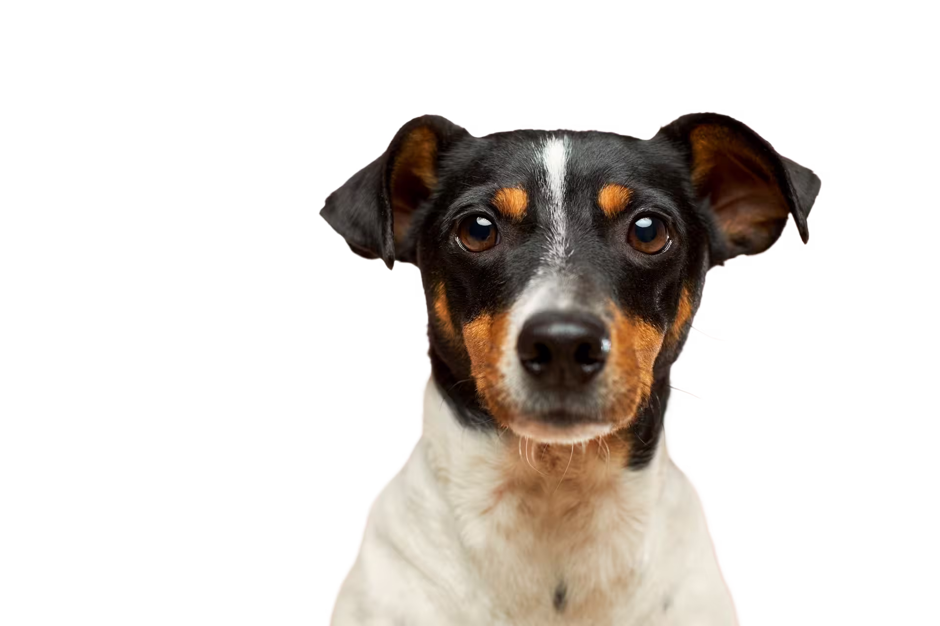 Image of dog